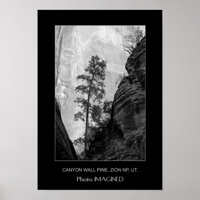 PÓSTER PINO DE MURO DE CANYON, ZION NP, UT. (Frente)