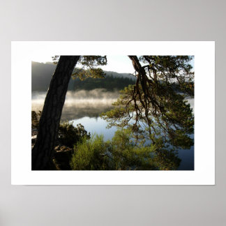 Póster Pino inclinado en Derwentwater: el Distrito de los
