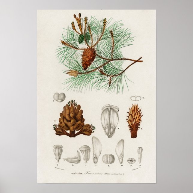 Póster Pino marítimo (Pinus maritima) (Frente)