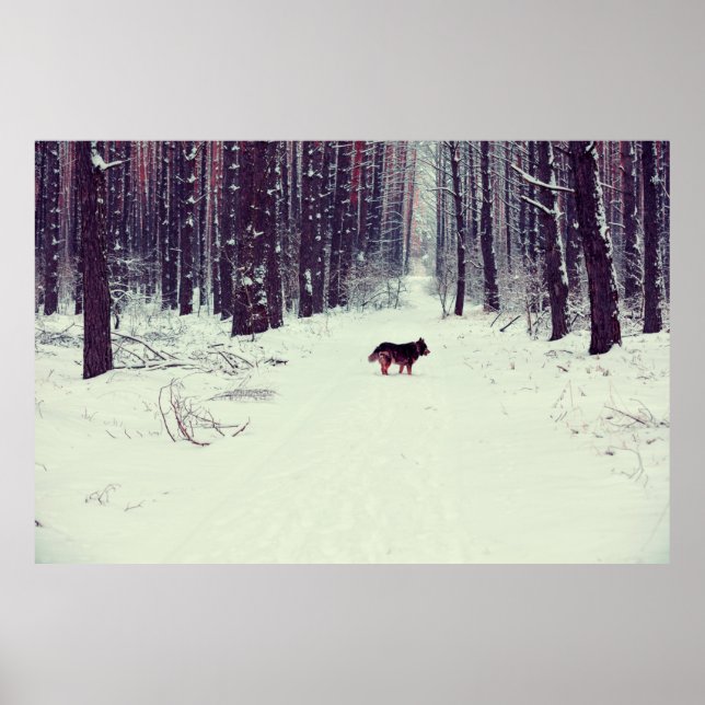 Póster Pino nevado de invierno, perro caminando por los b (Frente)