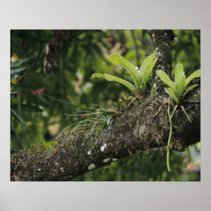 Póster Pino Rosa, Bletia purpurea, floreciendo en Mango