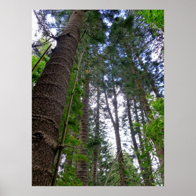 Póster Pinos Árboles de la Isla Norfolk (Frente)