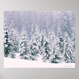 Póster Pinos cubiertos de nieve