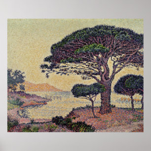 Póster Pinos de paraguas en Caroubiers, 1898