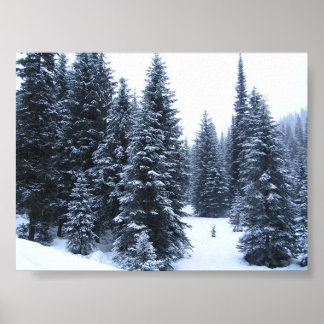 Póster Pinos en invierno