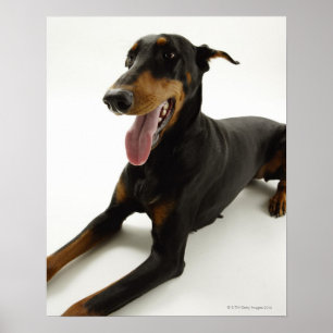 Póster Pinscher 2 del Doberman