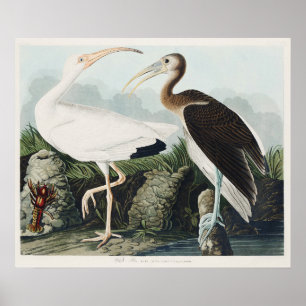 Póster Pintado Audubon White Lbis Bird