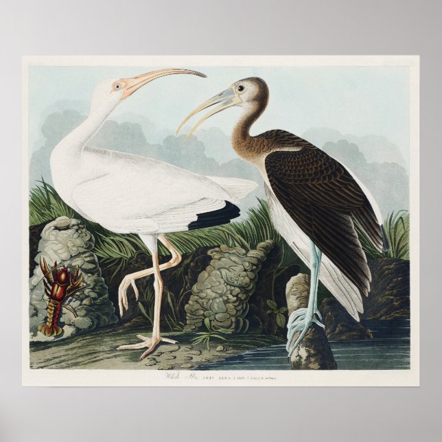 Póster Pintado Audubon White Lbis Bird (Frente)