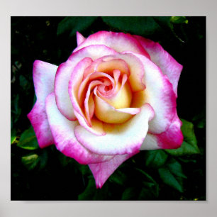 Póster Pintado color de rosa