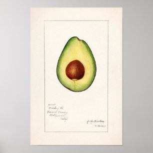 Póster Pintado de acuarela de aguacate (Persea)