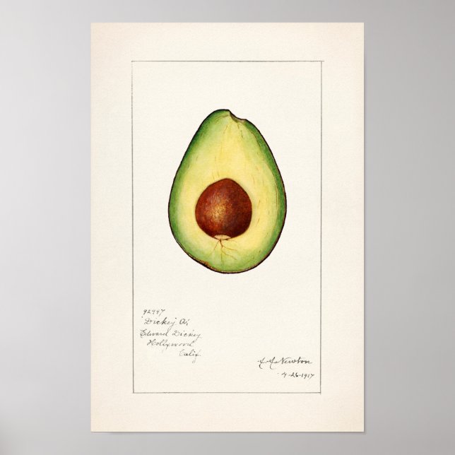 Póster Pintado de acuarela de aguacate (Persea) (Frente)