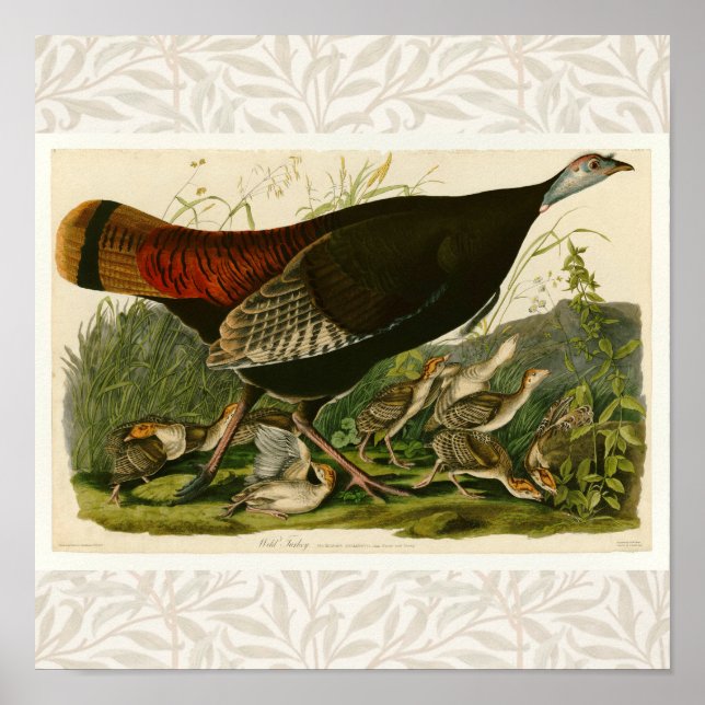 Póster Pintado de aves salvajes Audubon en Turquía (Frente)