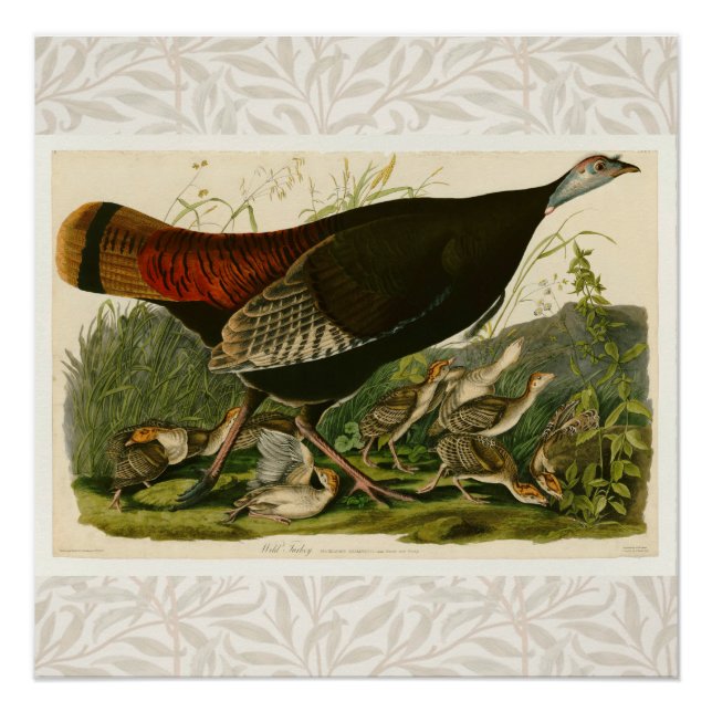 Póster Pintado de aves salvajes Audubon en Turquía (Anverso)