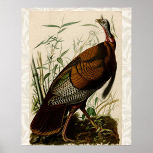 Póster Pintado de aves salvajes Audubon en Turquía