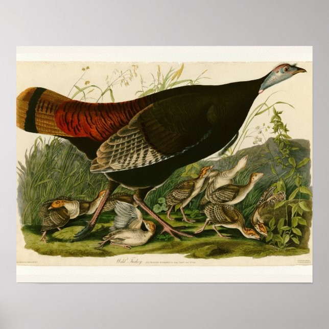 Póster Pintado de aves salvajes Audubon en Turquía (Frente)