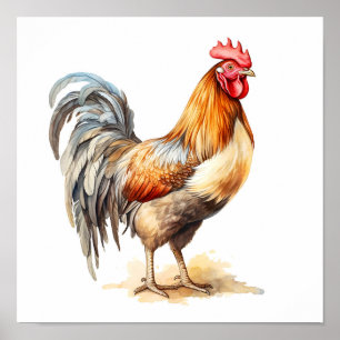 Póster Pintado de color de agua de color neutro de gallo
