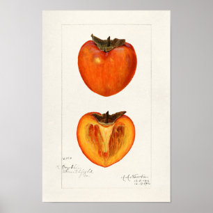 Póster Pintado de color de agua de frutas de Persimmons