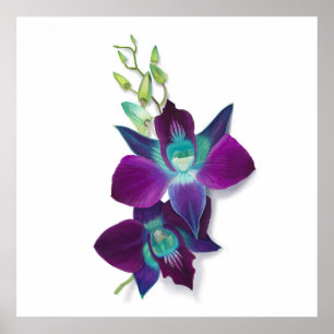 Póster Pintado de Dendrobium Azul o Orquídea Bom Azul