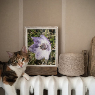 Póster Pintado de flores silvestres Lilac Blue Anemone Co