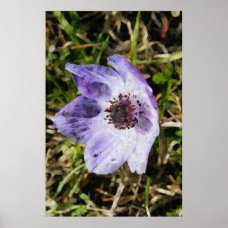 Póster Pintado de flores silvestres Lilac Blue Anemone Co