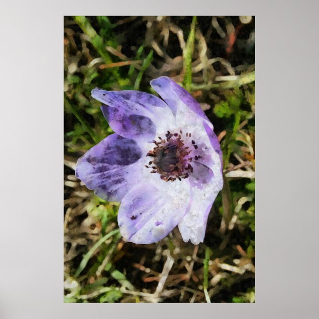 Póster Pintado de flores silvestres Lilac Blue Anemone Co (Frente)