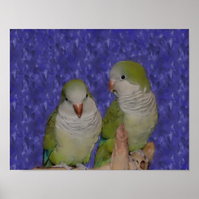 Póster Pintado de fotos de Baby Quaker Parrot Parrot (Frente)