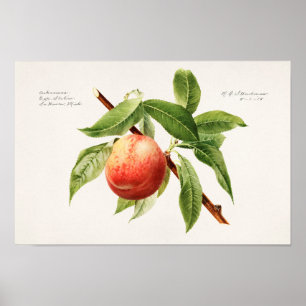 Póster Pintado de frutas con masa de melocotón (Prunus Pe