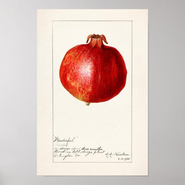 Póster Pintado de frutas de granadas (Punica Granatum) (Frente)