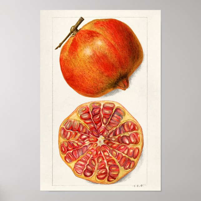 Póster Pintado de frutas de granadas (Punica Granatum) (Frente)