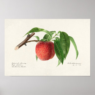 Póster Pintado de frutas de Peach Twig (Prunus Persica)