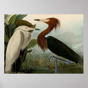 Póster Pintado de vida salvaje morado de la garza Audubon
