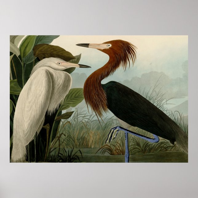 Póster Pintado de vida salvaje morado de la garza Audubon (Frente)