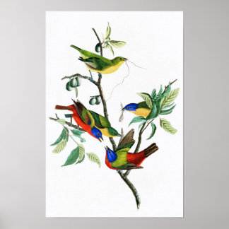 Póster Pintado Finch John James Audubon Birds of America