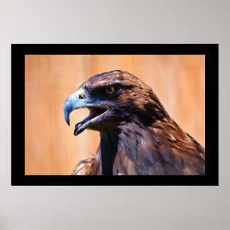 Póster Pintado juvenil de vida silvestre del águila calva