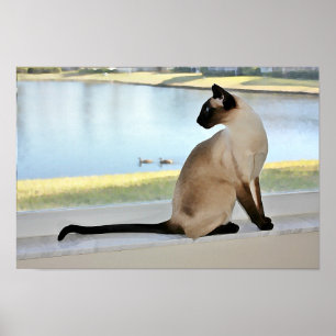 Póster Pintado pacífico de gatos siameses