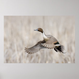 Póster Pintail Drake Taking Flight