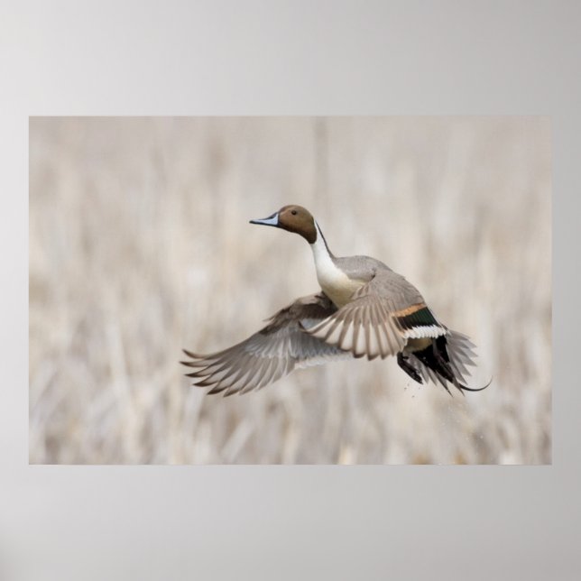 Póster Pintail Drake Taking Flight (Frente)
