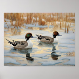 Póster Pintail Ducks en Snowy Pond