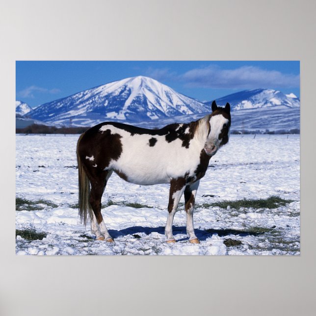 Póster Pintando el caballo de pie en la nieve (Frente)