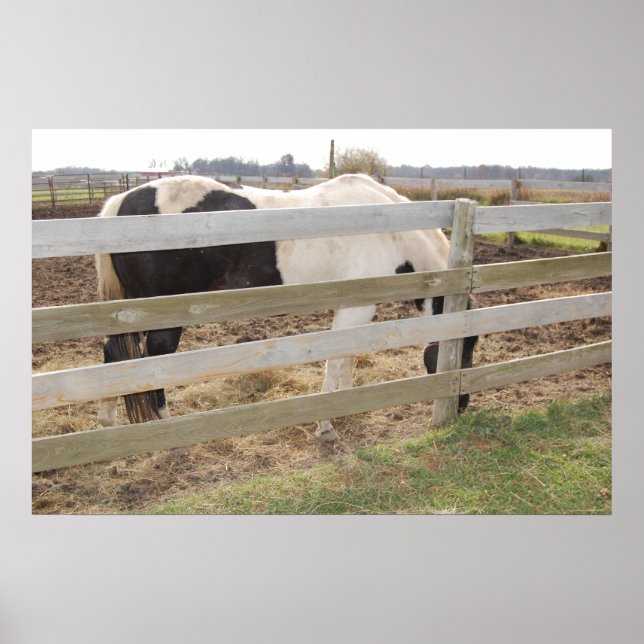 Póster Pintar caballo en coral (Frente)