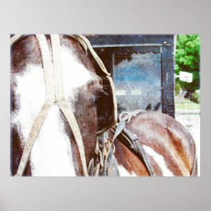 Póster Pinto Amish Buggy Horse