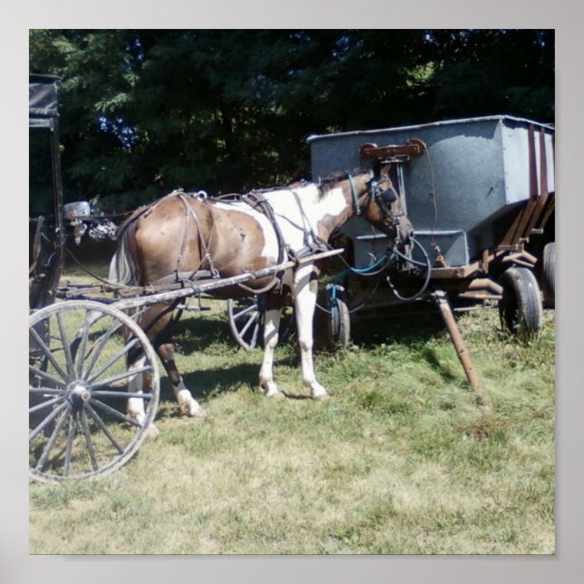 Póster Pinto Amish Horse (Frente)