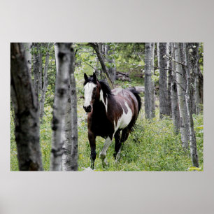 Póster Pinto en ejecución y foto de caballo forestal