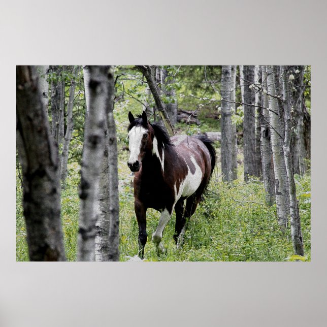 Póster Pinto en ejecución y foto de caballo forestal (Frente)
