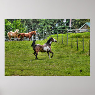 Póster Pinto Paint & Herd Ranch Horse Equine Photo