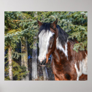 Póster Pinto Paint Stallion & Evergreen Trees