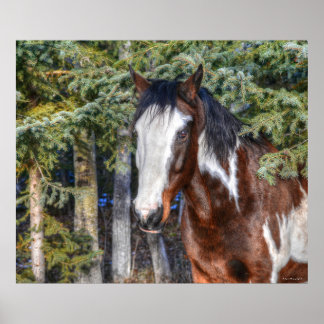 Póster Pinto Paint Stallion & Evergreen Trees
