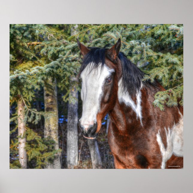 Póster Pinto Paint Stallion & Evergreen Trees (Frente)
