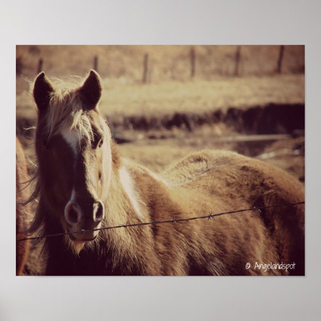 Póster Pinto Pony (Frente)