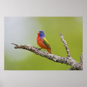 Póster Pintor (Passerina ciris) macho cantando